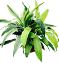 8" Dracaena Triple Combo